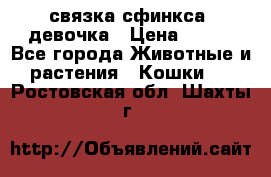 связка сфинкса. девочка › Цена ­ 500 - Все города Животные и растения » Кошки   . Ростовская обл.,Шахты г.